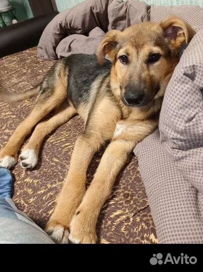 Собака в добрые руки отдам бесплатно