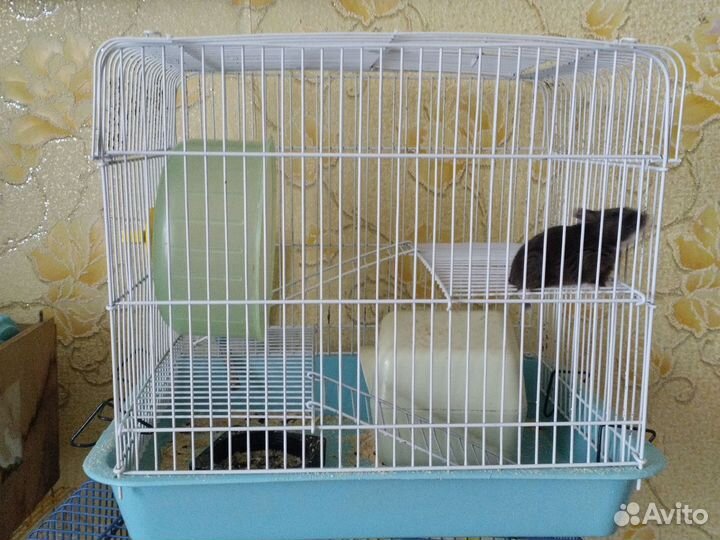 Продам мышат