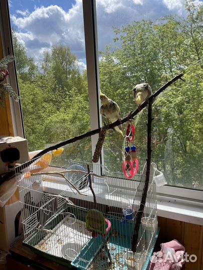 Продам пару корелл