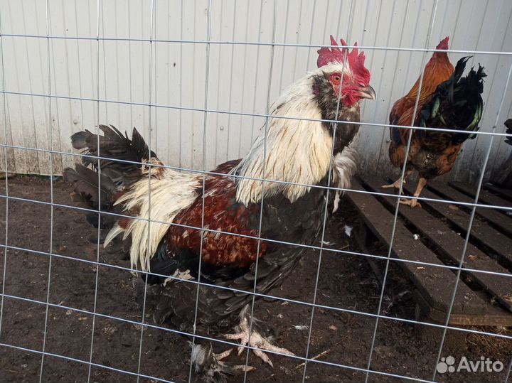 Петух фовероль лососевый