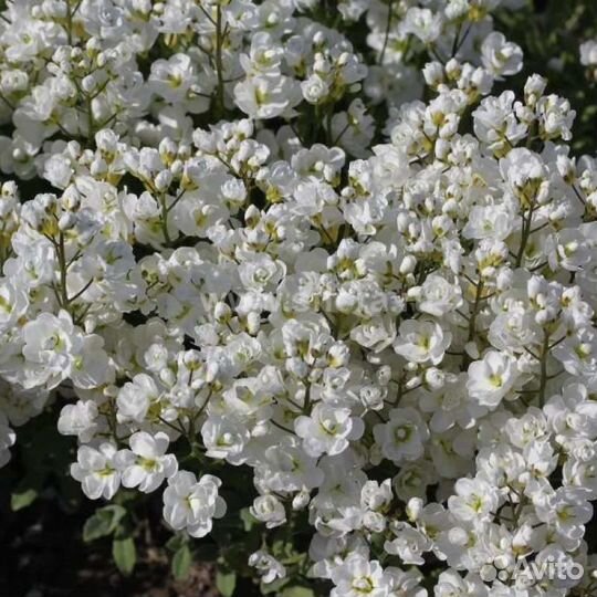 Арабис махровый