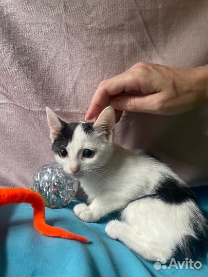 Котёнок девочка ищет дом