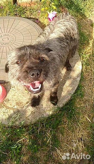 Дружелюбный пёсик ищет дом