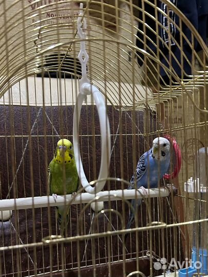 Волнистый попугай