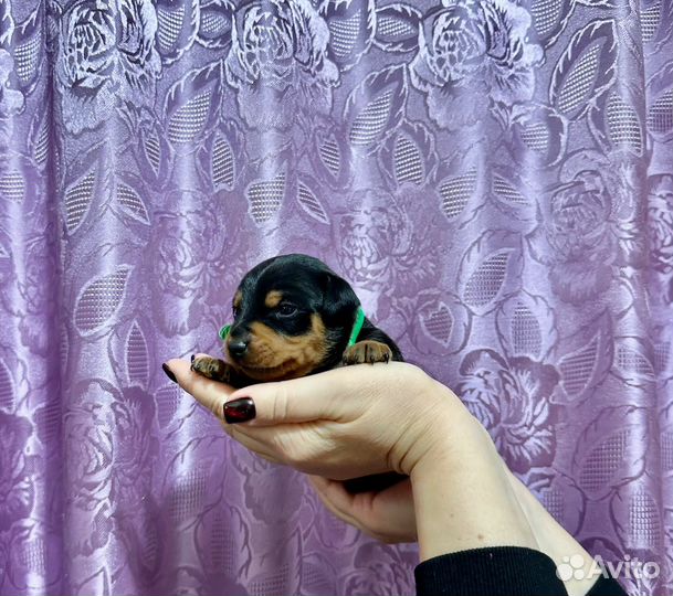 Цвергпинчер