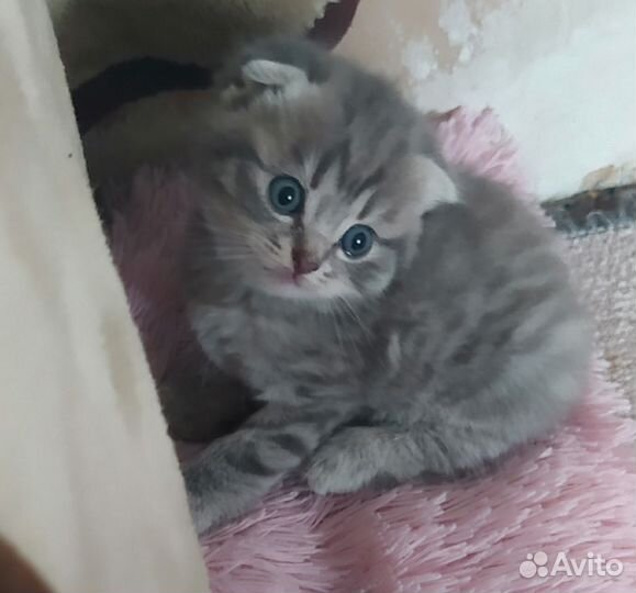 Шотландская вислоухая