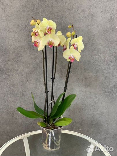 Орхидеи 3-х ствольные