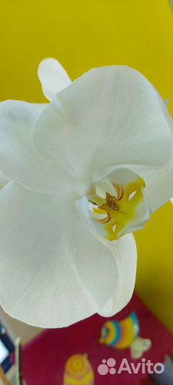 Орхидея