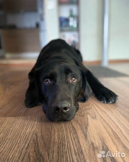 Собака только в самые добрые и заботливые руки