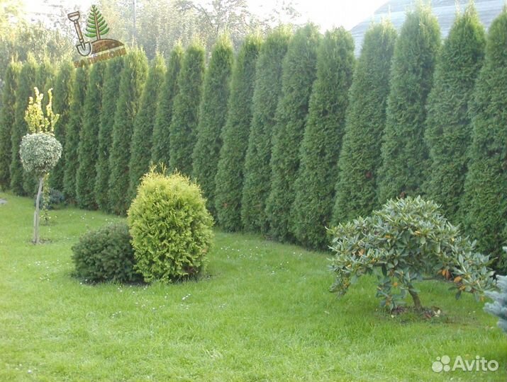 Туя брабант 1,6 м