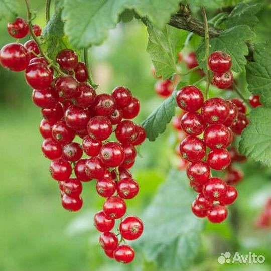 Саженцы черной, красной смородины, малина