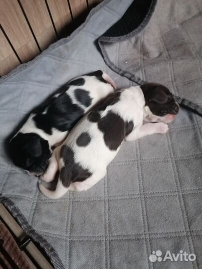 Русский спаниель