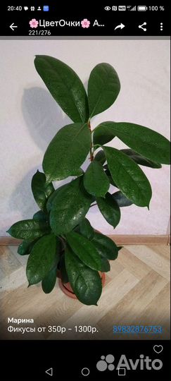 Фикус