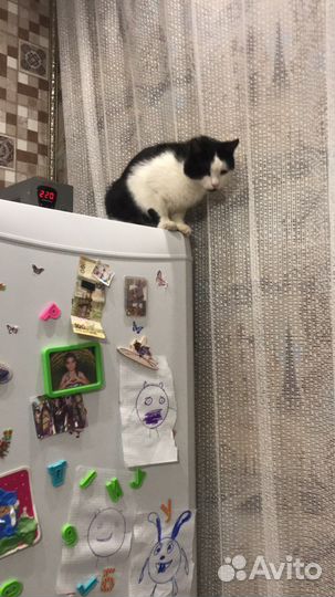 Потерялся кот