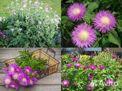 Высокие неприхотливые многолетники