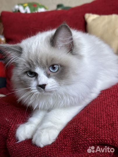 Котенок породы ragdoll