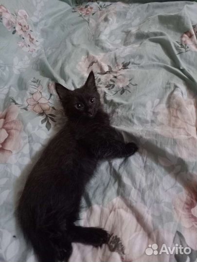 Котëнок в добрые руки