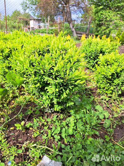 Буксусы вечнозелёные