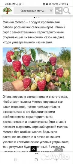 Саженцы из нии садоводства им. И.В.Мичурина(г.Мичу