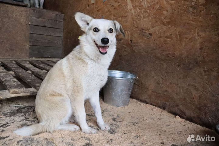 Одинокая Белочка ищет семью