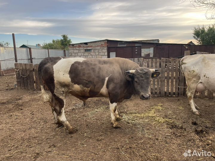 Продам сельхоз животных