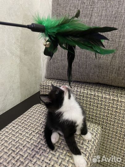 Котенок в добрые руки