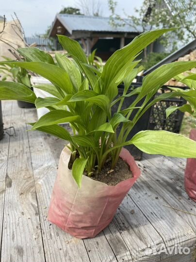 Хоста растение