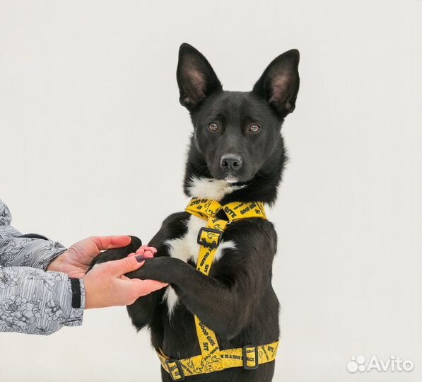 Собаки в дар