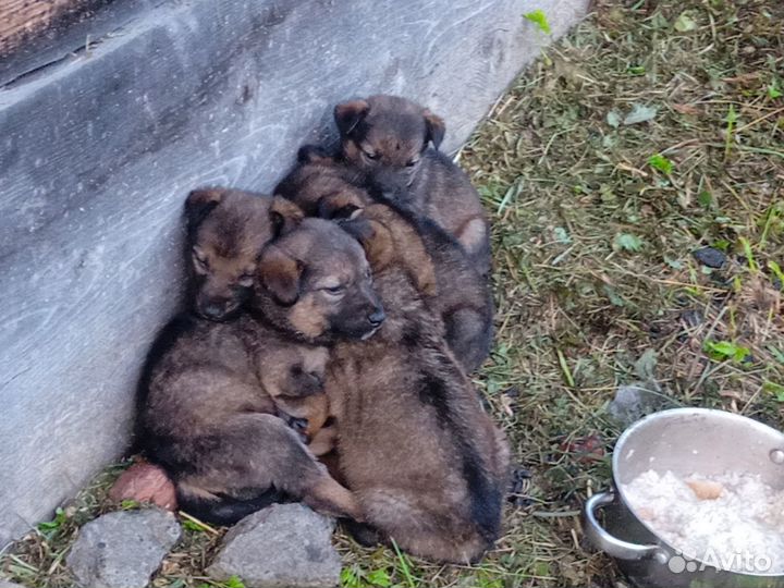 Пристроим щенков в добрые руки