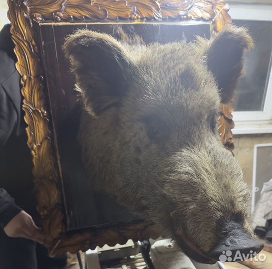 Голова кабана