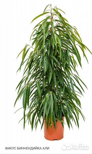 Фикус Биннендийка Али