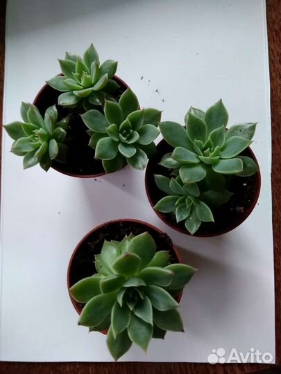 Суккуленты