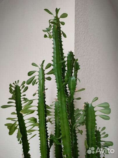 Молочай трехгранный укоренённые