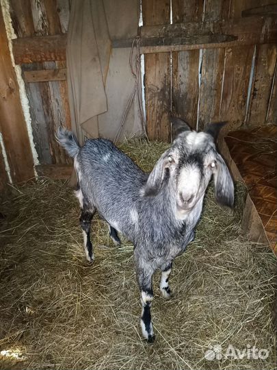 Козел на вязку