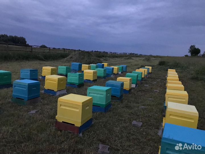 Ульи системы Дадан