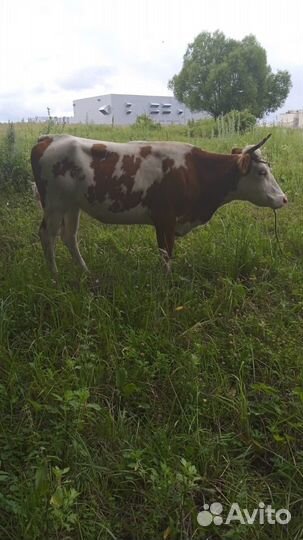 Продам крупно рогатый скот