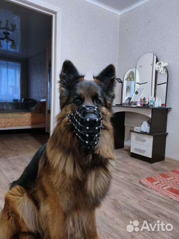 Намордники