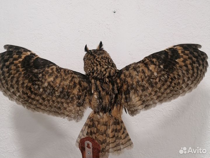 Чучело птицы