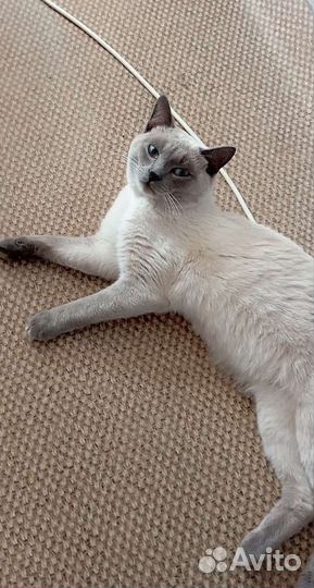 Тайский кот