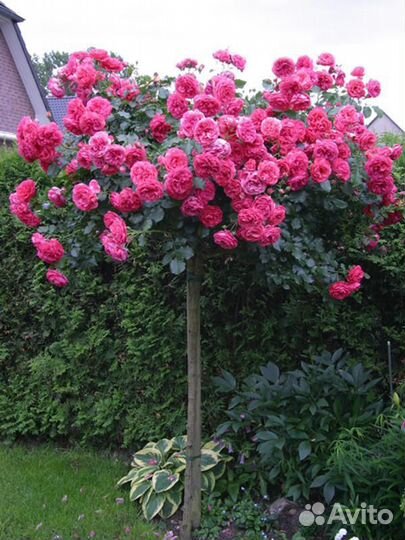 Розы на штамбе