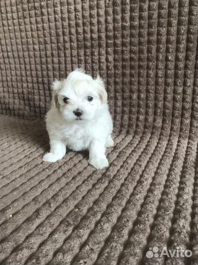 Щенки мальтийской болонки