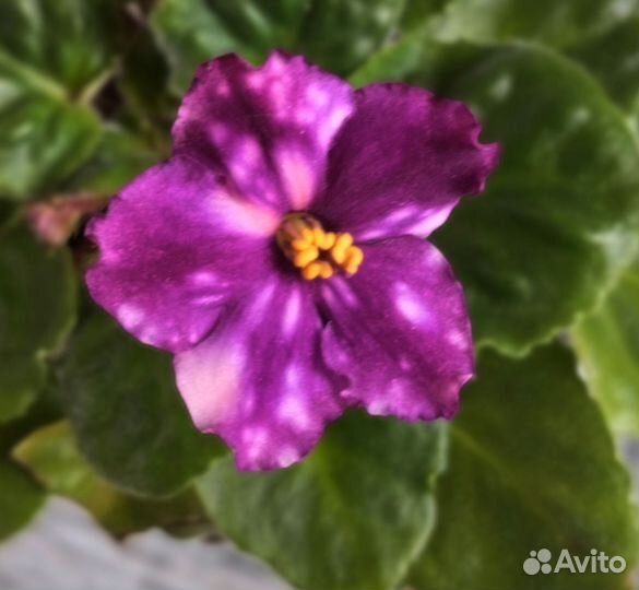 Фиалка.Набор стартеров