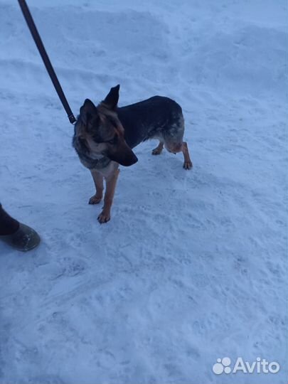 Собака в добрые руки