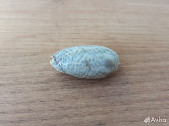 Морская раковина