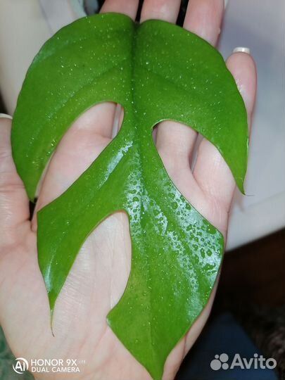 Много домашних растений, часть 2