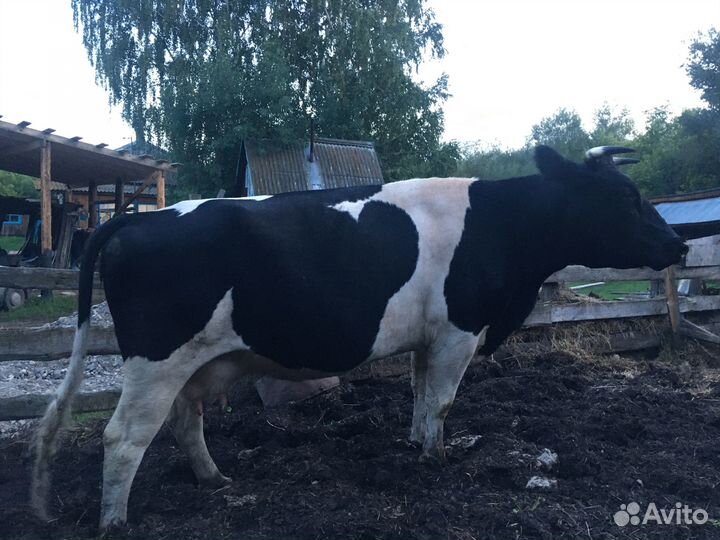 Продам корову и телку