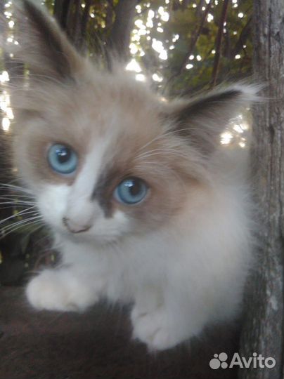 Котята