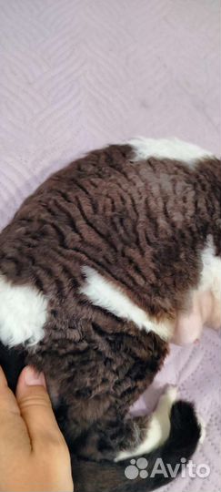 Девон-рекс кошка