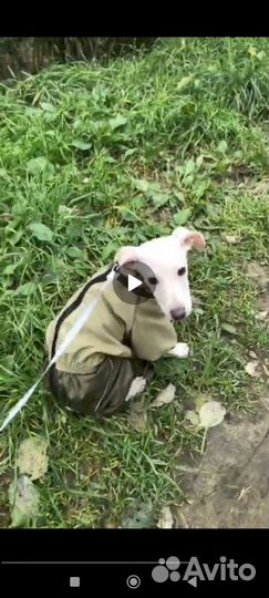 Комбинезон (дождевик) для собак левретки