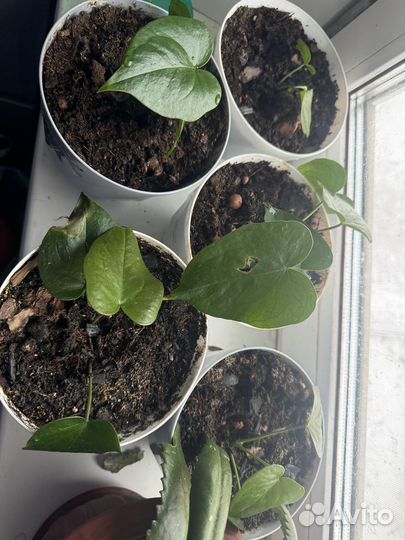 Антуриум челси шоколад